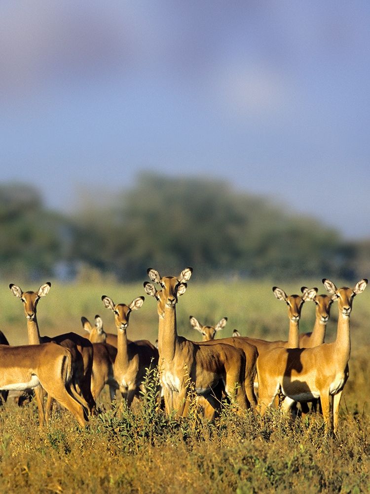 Impala herd-Amboseli National Park-Kenya art print by Tim Fitzharris for $57.95 CAD