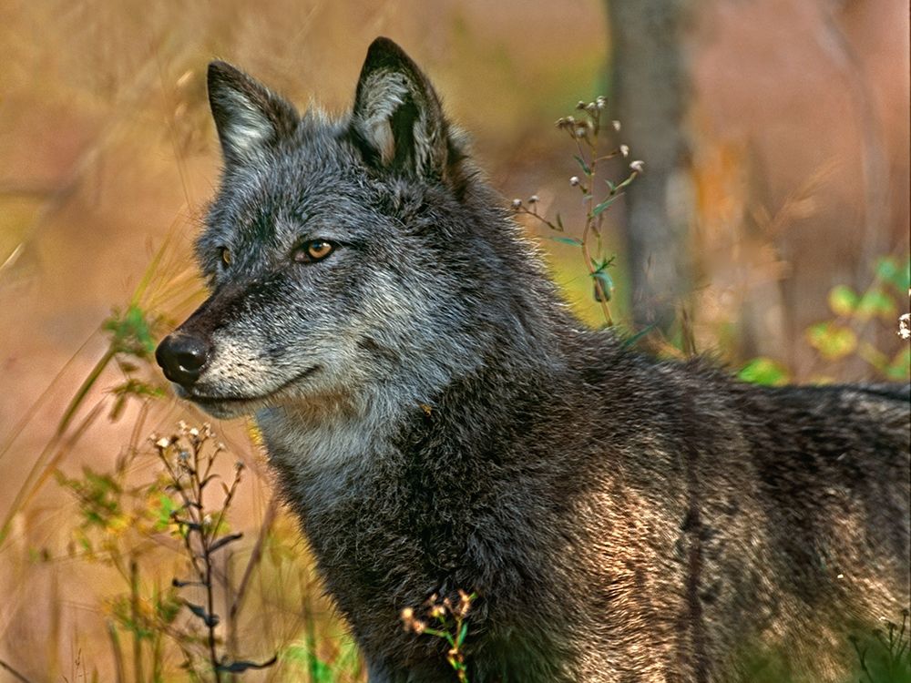 Gray wolf art print by Tim Fitzharris for $57.95 CAD