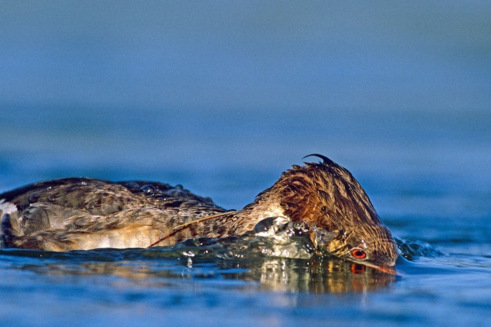 Common merganser-Ding Darling National Wildlife Refuge-Florida art print by Tim Fitzharris for $57.95 CAD