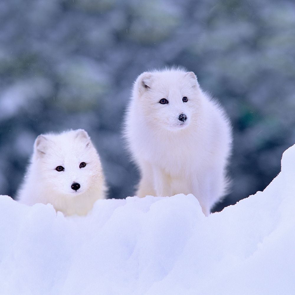 Arctic fox-Churchill-Manitoba art print by Tim Fitzharris for $57.95 CAD