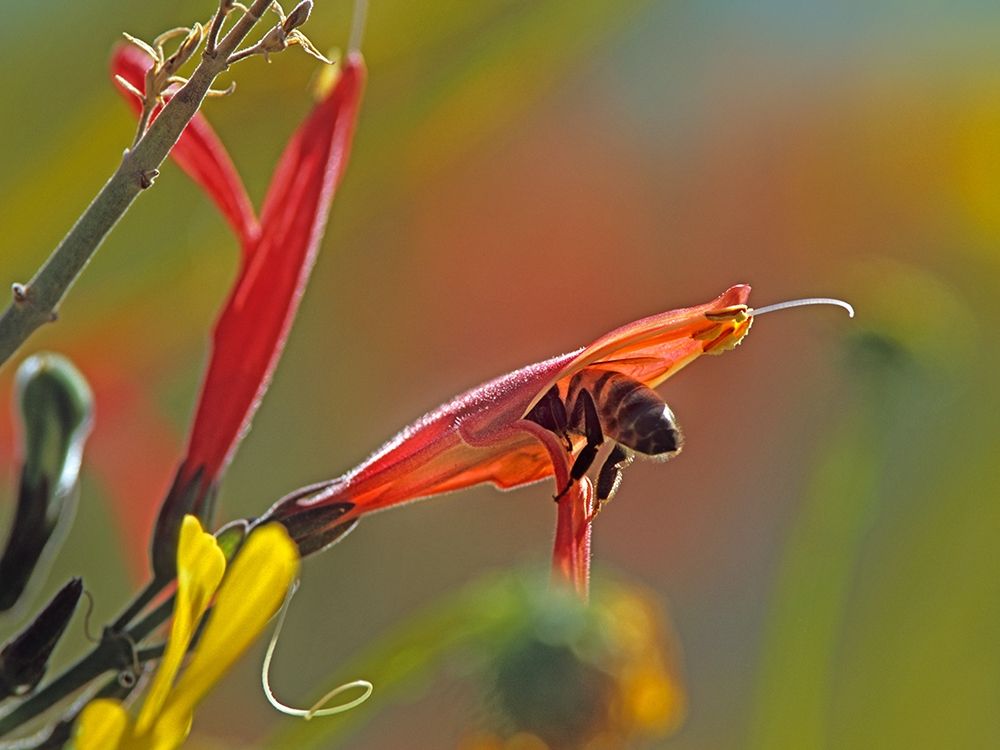 Honey Bee in chuparosa art print by Tim Fitzharris for $57.95 CAD