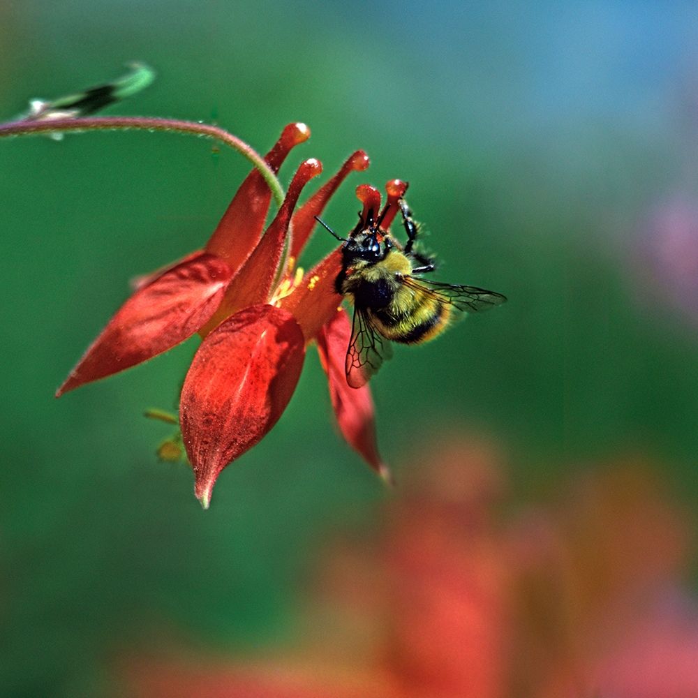Bee on wild columbine-Mount Rainier-Washington art print by Tim Fitzharris for $57.95 CAD