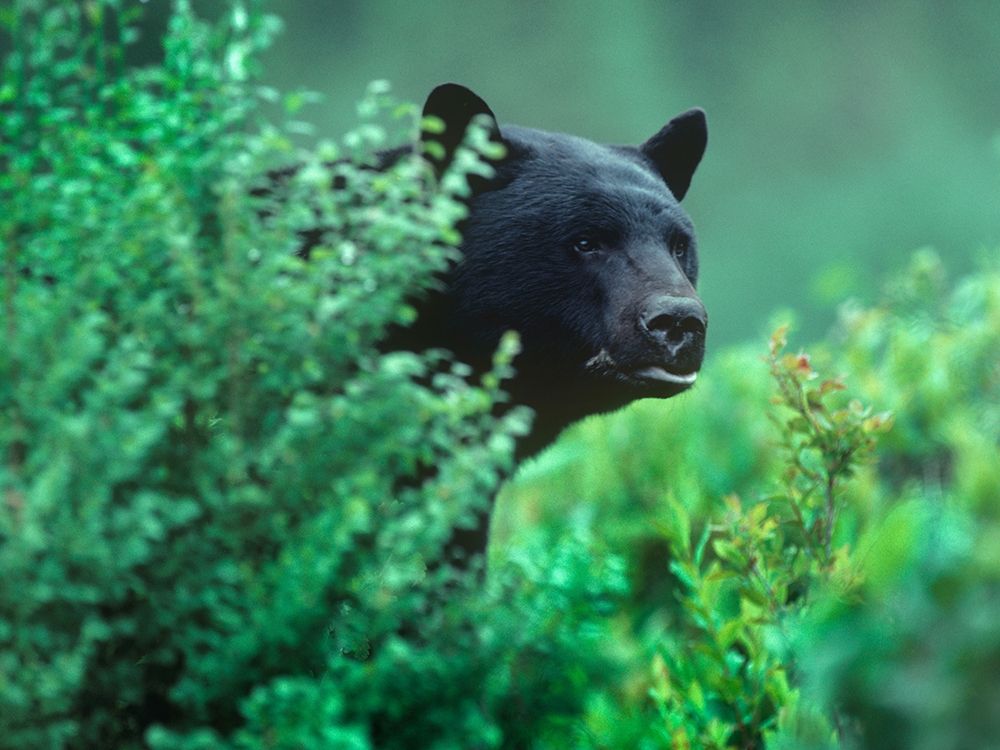 Black bear in underbrush art print by Tim Fitzharris for $57.95 CAD