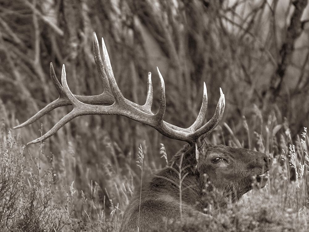 Bull elk-Colorado Sepia art print by Tim Fitzharris for $57.95 CAD