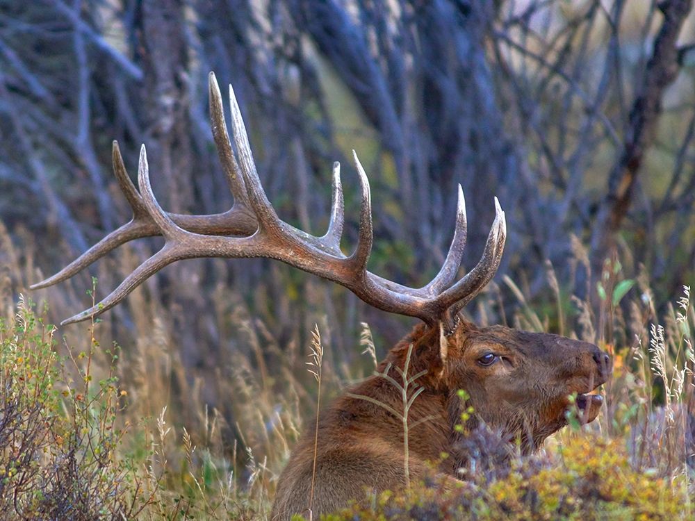 Bull elk-Colorado art print by Tim Fitzharris for $57.95 CAD