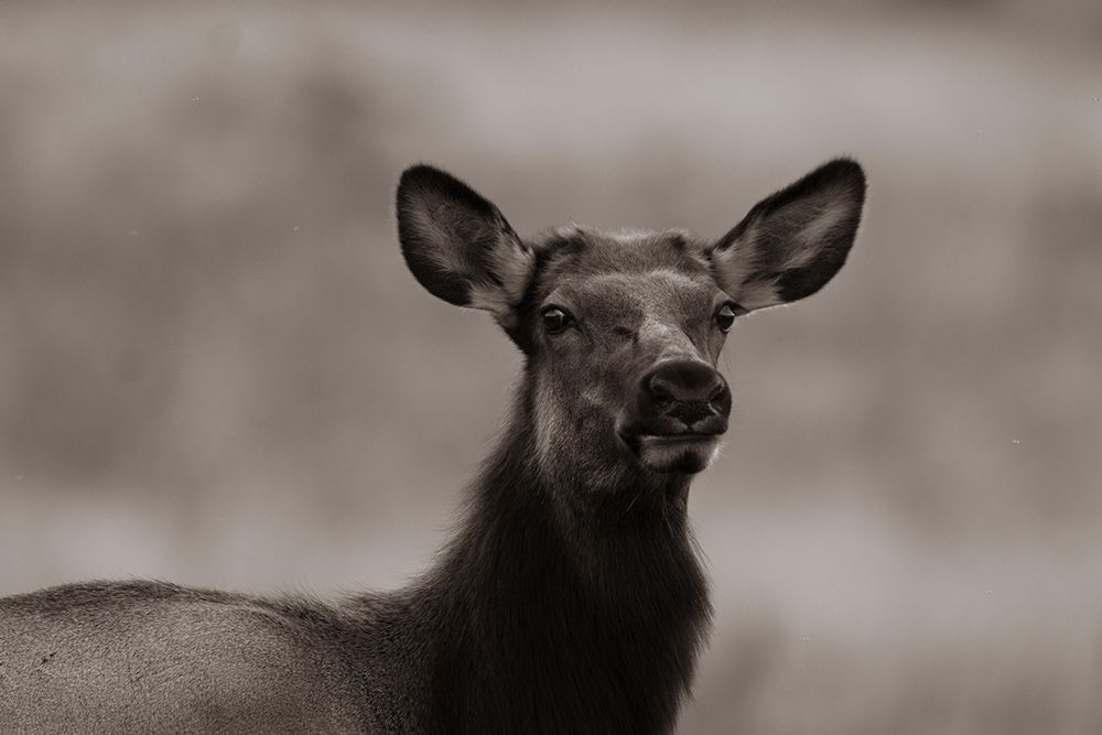 Female elk-Colorado Sepia art print by Tim Fitzharris for $57.95 CAD