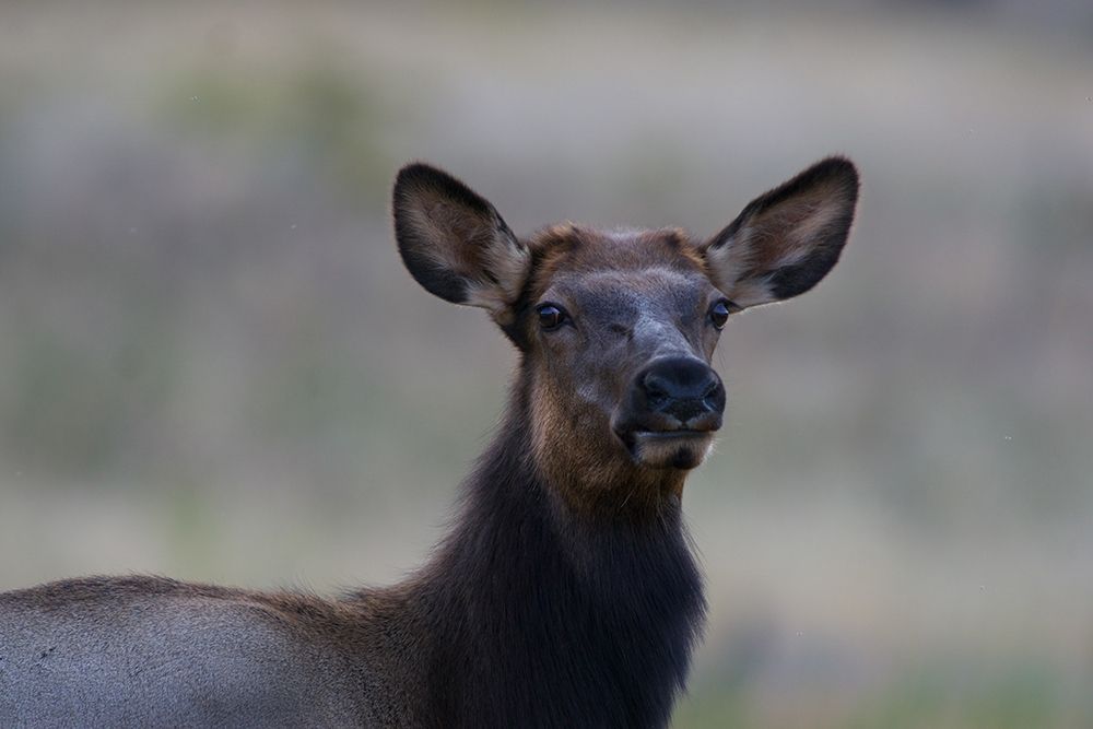 Female elk-Colorado art print by Tim Fitzharris for $57.95 CAD