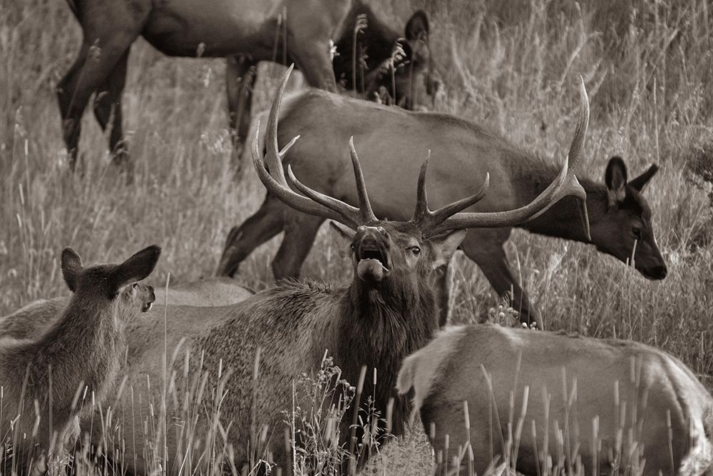 Bull elk bugling with harem-Colorado Sepia art print by Tim Fitzharris for $57.95 CAD