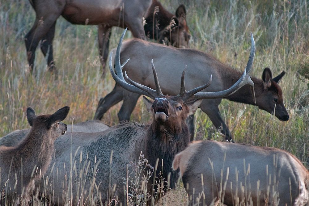 Bull elk bugling with harem-Colorado art print by Tim Fitzharris for $57.95 CAD