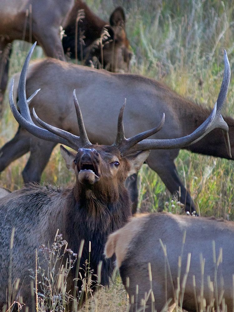 Bull elk bugling with harem-Colorado art print by Tim Fitzharris for $57.95 CAD