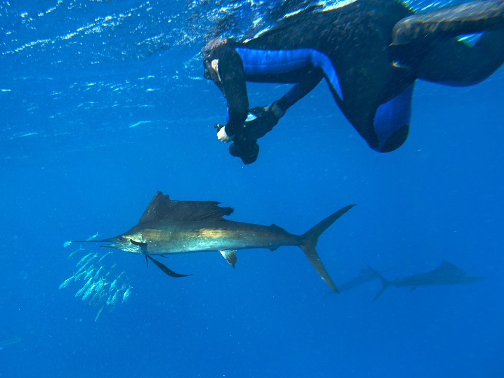 Sailfish-diver and sardines-Isla Mujeres-Mexico art print by Tim Fitzharris for $57.95 CAD