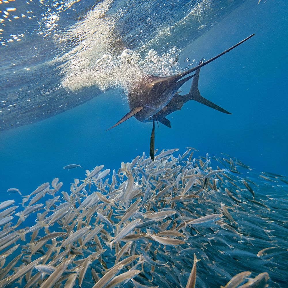 Sailfish and sardines-Isla Mujeres-Mexico art print by Tim Fitzharris for $57.95 CAD