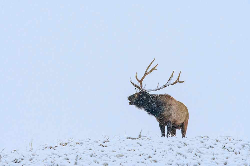 Bugling Elk-Yellowstone National Park-Wyoming art print by Tim Fitzharris for $57.95 CAD