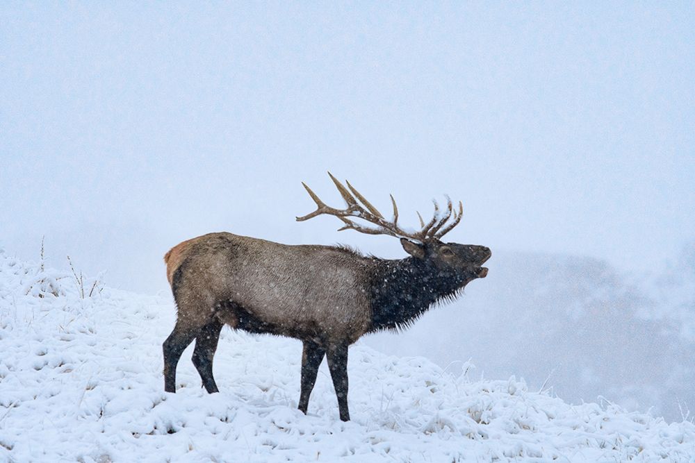 Bugling Elk-Yellowstone National Park-Wyoming art print by Tim Fitzharris for $57.95 CAD
