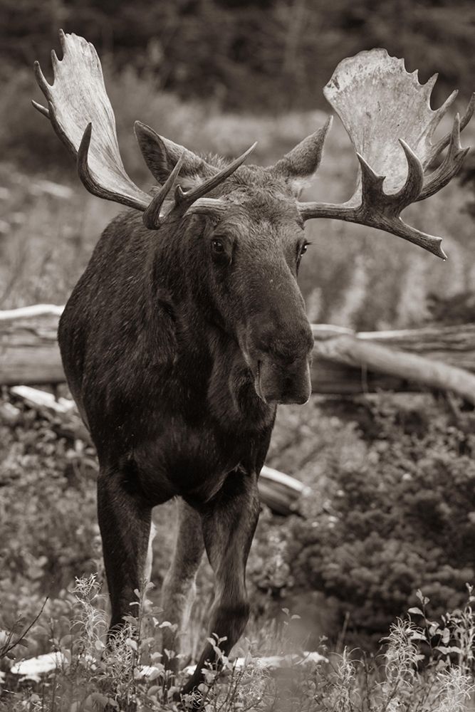 Bull moose-Glacier National Park-Montana, art print by Tim Fitzharris for $57.95 CAD