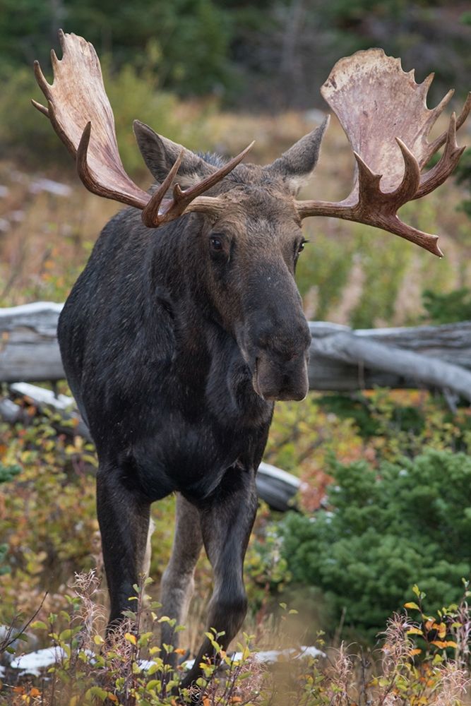 Bull moose-Glacier National Park-Montana, art print by Tim Fitzharris for $57.95 CAD