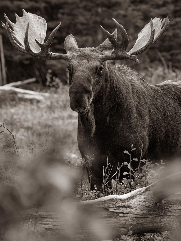 Bull moose-Glacier National Park-Montana, art print by Tim Fitzharris for $57.95 CAD