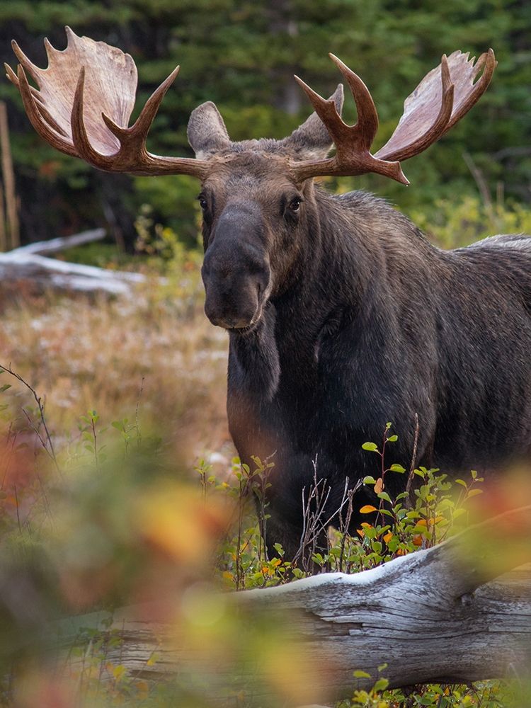 Bull moose-Glacier National Park-Montana, art print by Tim Fitzharris for $57.95 CAD