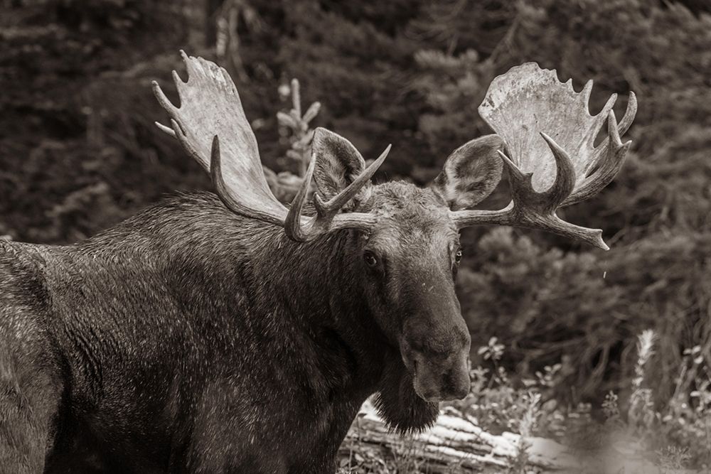 Bull moose-Rocky Mountains Glacier National Park-Montana art print by Tim Fitzharris for $57.95 CAD
