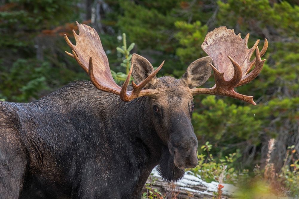 Bull moose-Rocky Mountains Glacier National Park-Montana art print by Tim Fitzharris for $57.95 CAD
