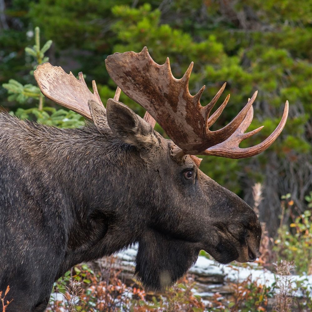 Bull moose-Glacier National Park-Montana, art print by Tim Fitzharris for $57.95 CAD