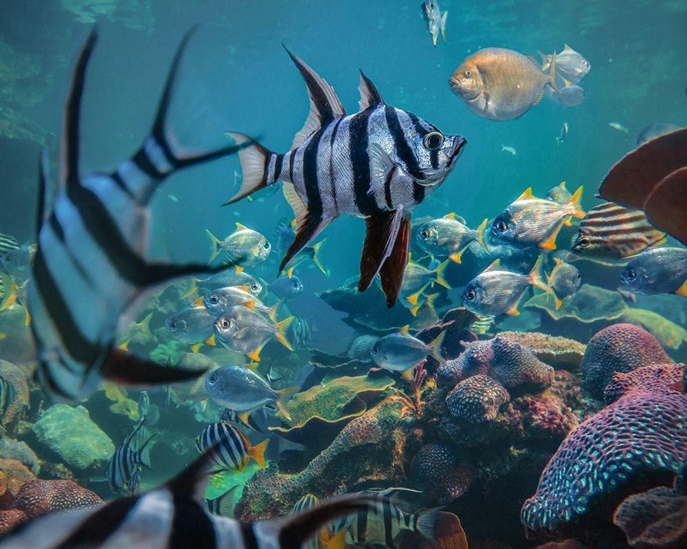 Angel fish and fusiliers-Perth Aquarium-Australia art print by Tim Fitzharris for $57.95 CAD
