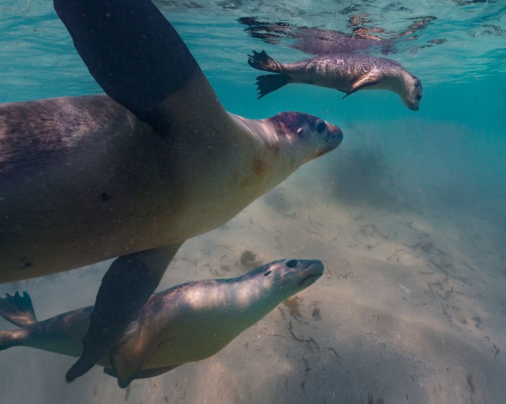 Australian sea lion-Jurien Bay-Australia art print by Tim Fitzharris for $57.95 CAD