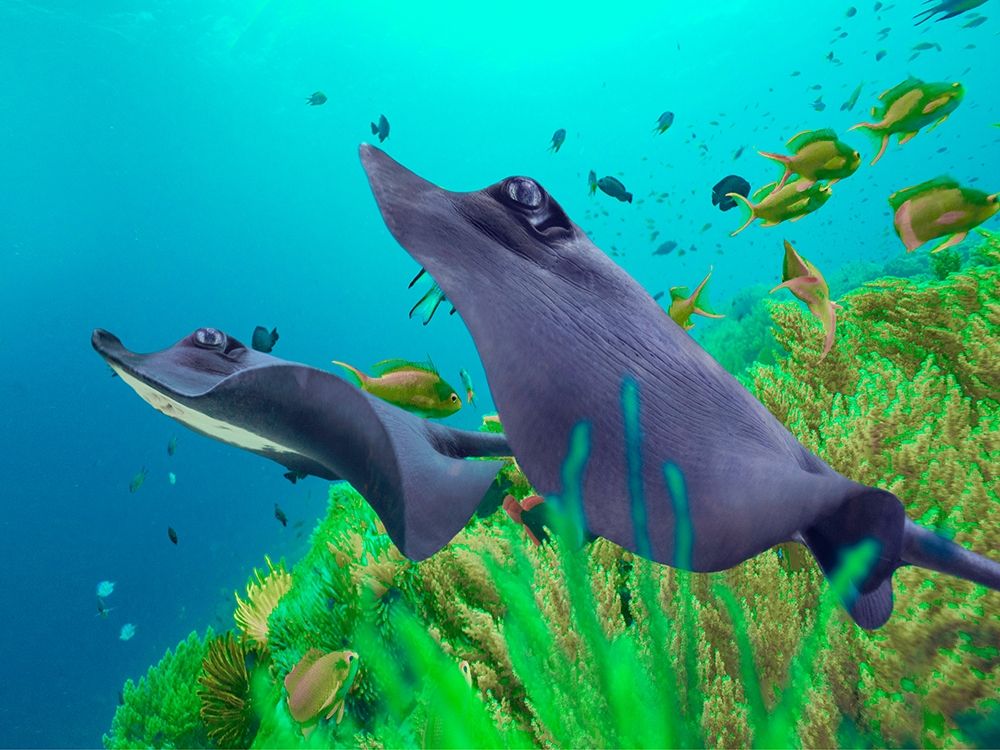 Blue Skates-Balicasag Island-Philippines art print by Tim Fitzharris for $57.95 CAD