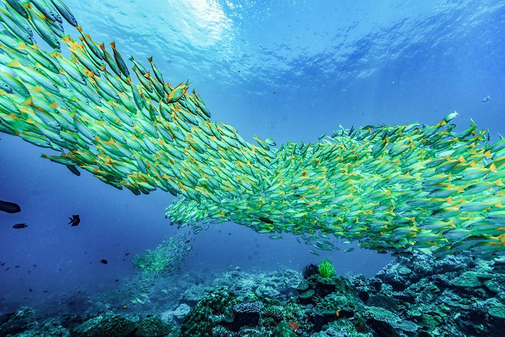 Yellow snapper school-Miniloc Island-Palawan-Philippines art print by Tim Fitzharris for $57.95 CAD
