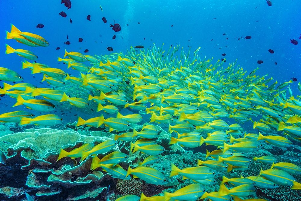 Yellow snapper school-Miniloc Island-Palawan-Philippines art print by Tim Fitzharris for $57.95 CAD
