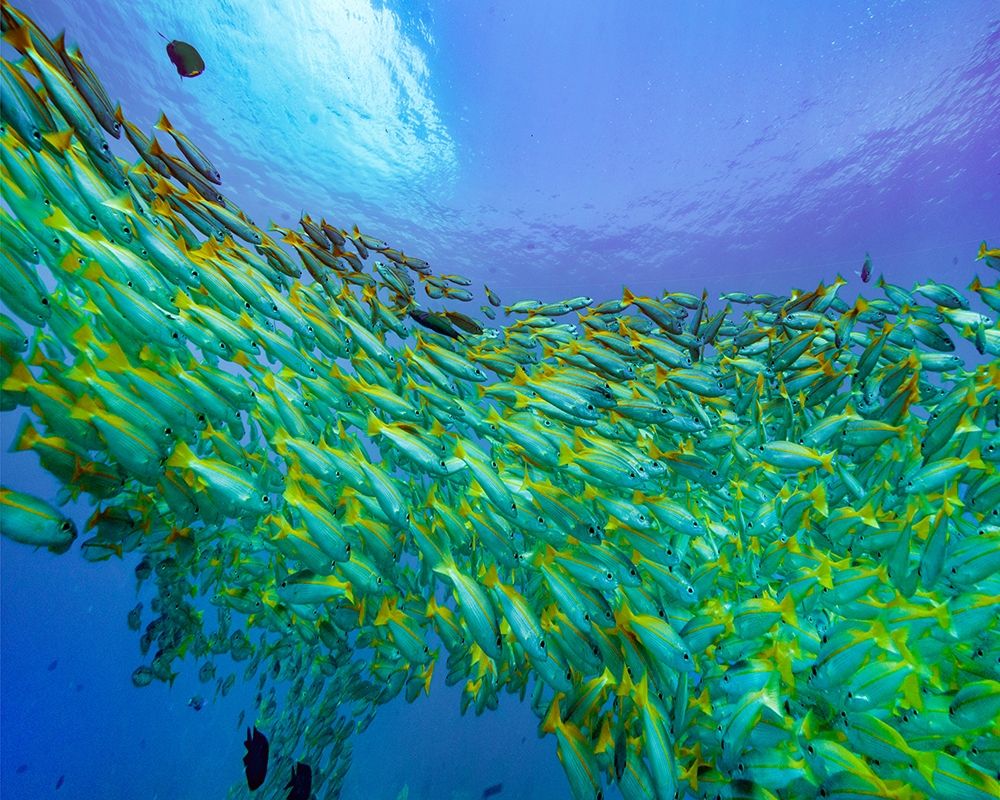 Yellow snapper school-Miniloc Island-Palawan-Philippines art print by Tim Fitzharris for $57.95 CAD