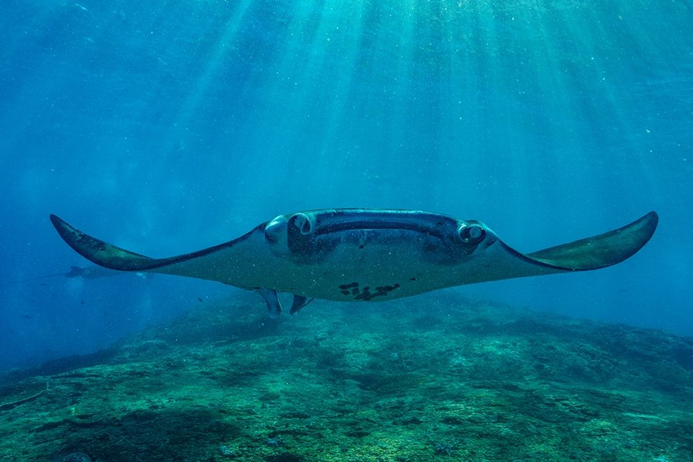 Reef manta rays-Penida Island-Indonesia art print by Tim Fitzharris for $57.95 CAD