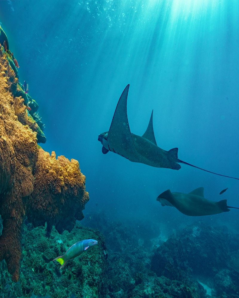 Reef manta rays and moon wrasse-Penida Island-Indonesia art print by Tim Fitzharris for $57.95 CAD