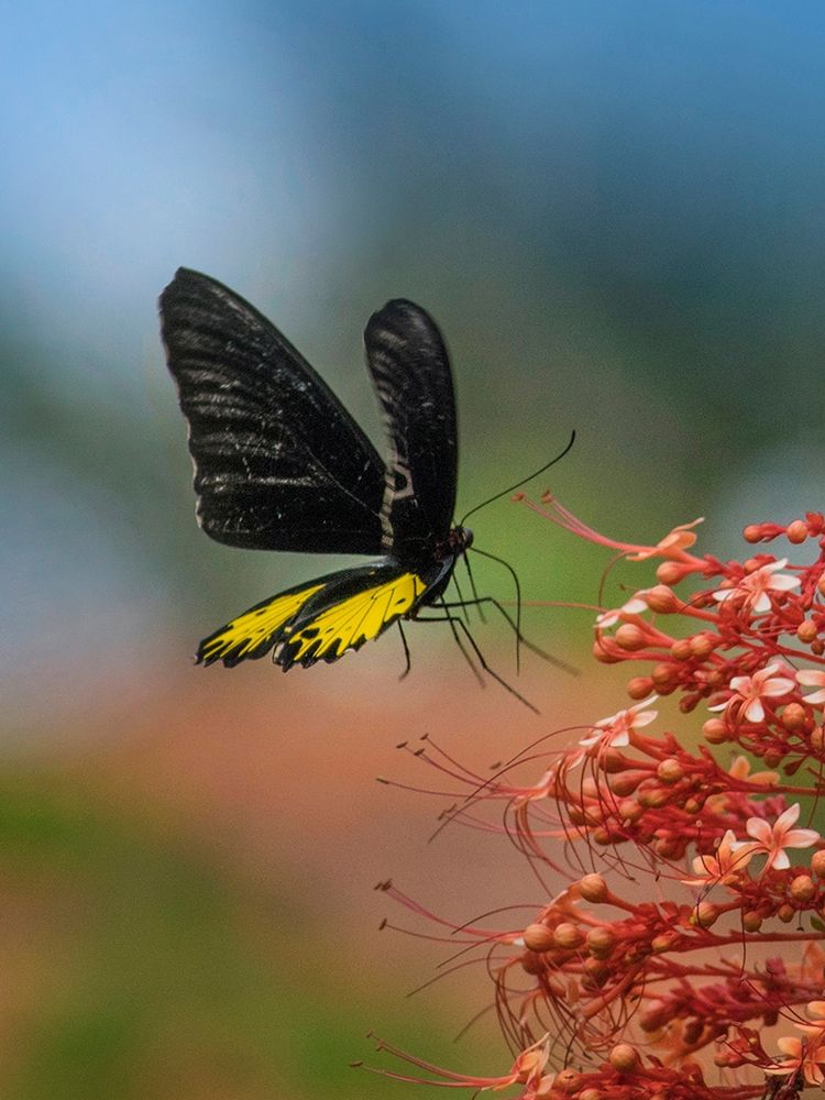 Birdwing butterfly Indonesia art print by Tim Fitzharris for $57.95 CAD