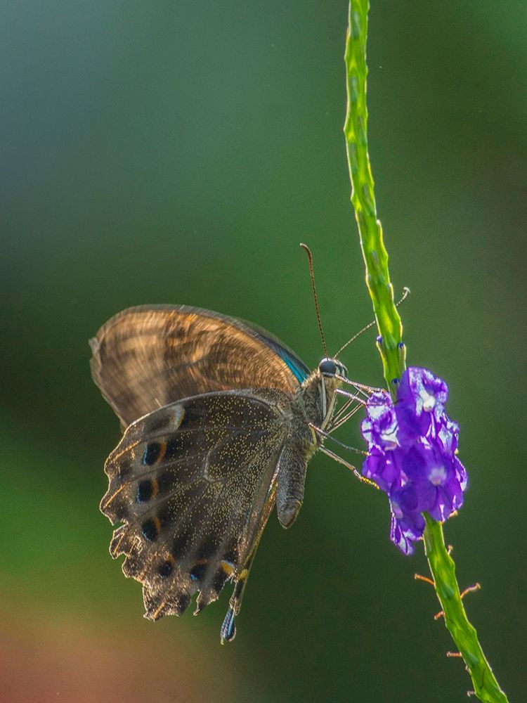 Grapium Agamemnon butterfly art print by Tim Fitzharris for $57.95 CAD