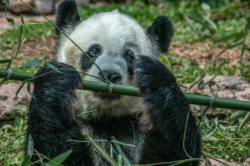 Panda eating bamboo art print by Tim Fitzharris for $57.95 CAD