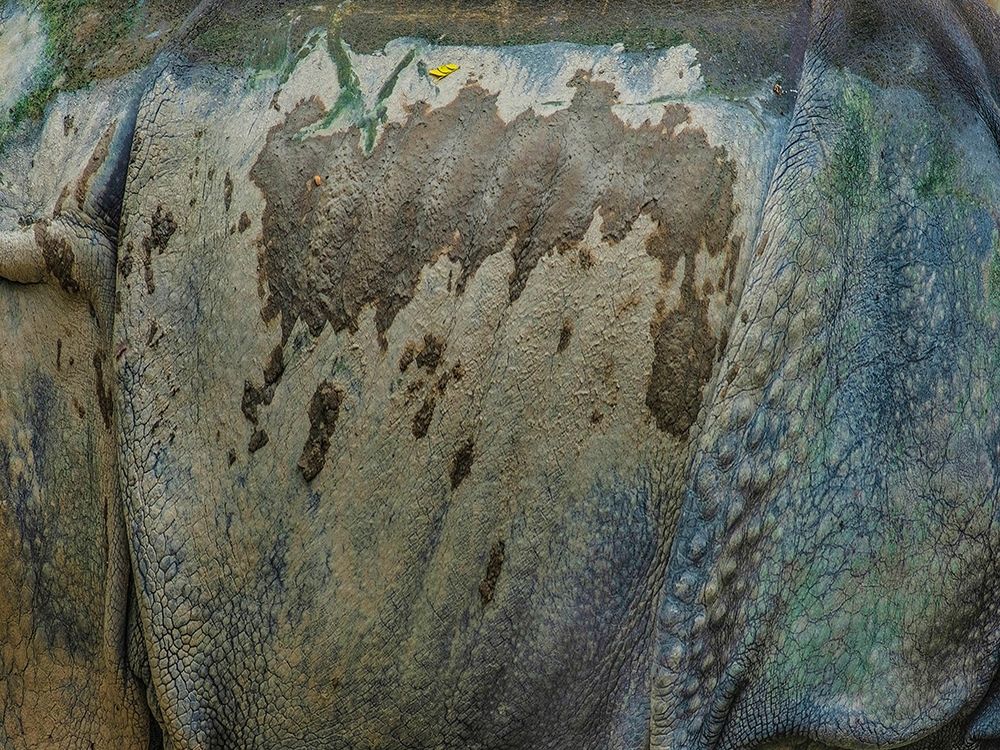 Living skin-Indian Rhino art print by Tim Fitzharris for $57.95 CAD