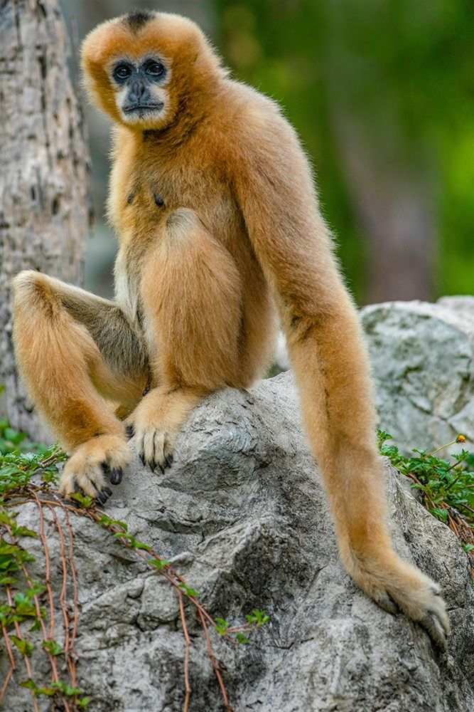 Black-crested Gibbon art print by Tim Fitzharris for $57.95 CAD