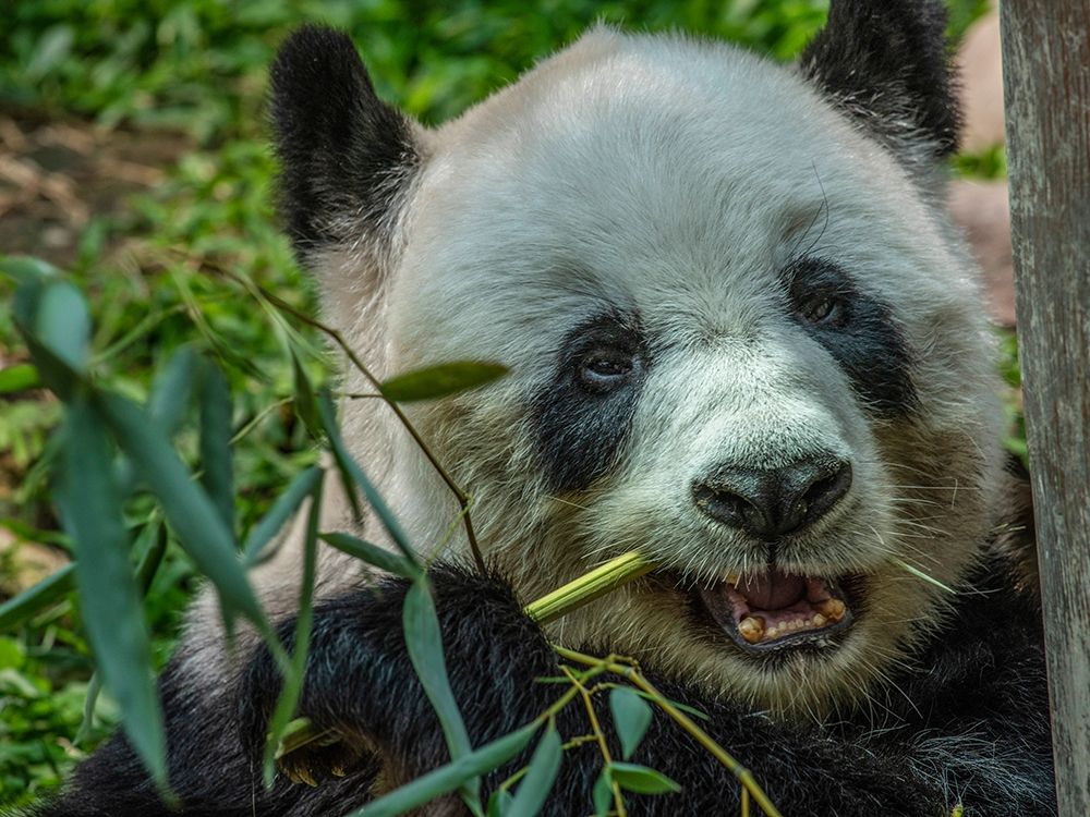 Panda eating bamboo art print by Tim Fitzharris for $57.95 CAD