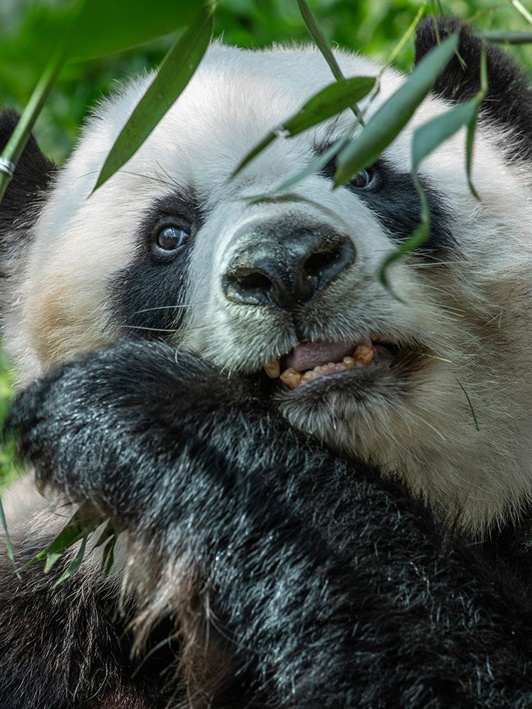 Panda eating bamboo art print by Tim Fitzharris for $57.95 CAD