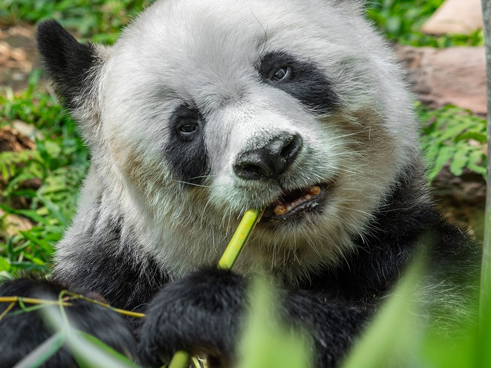 Panda eating bamboo art print by Tim Fitzharris for $57.95 CAD