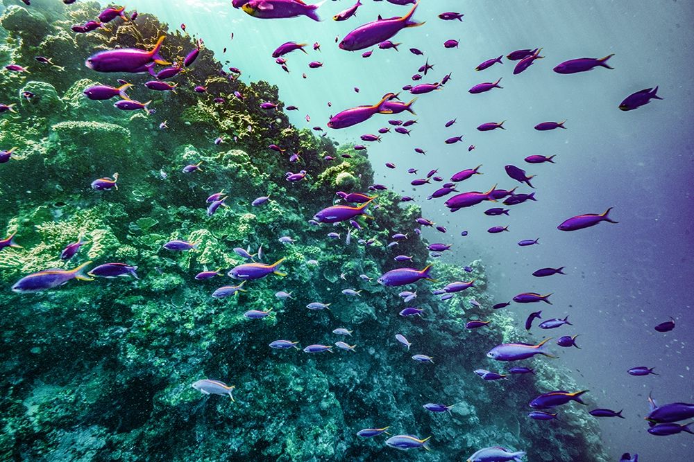Coral reef fish-Philippines art print by Tim Fitzharris for $57.95 CAD