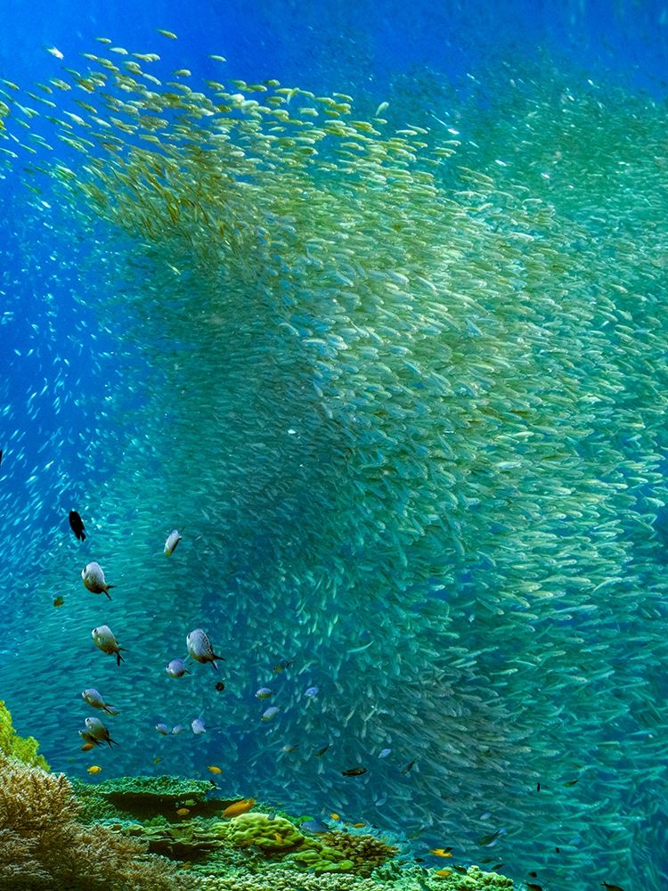 Sardines-Panagsama reef-Philippines art print by Tim Fitzharris for $57.95 CAD