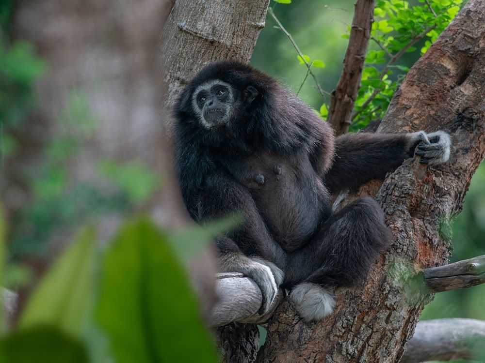 Black-crested Gibbon art print by Tim Fitzharris for $57.95 CAD