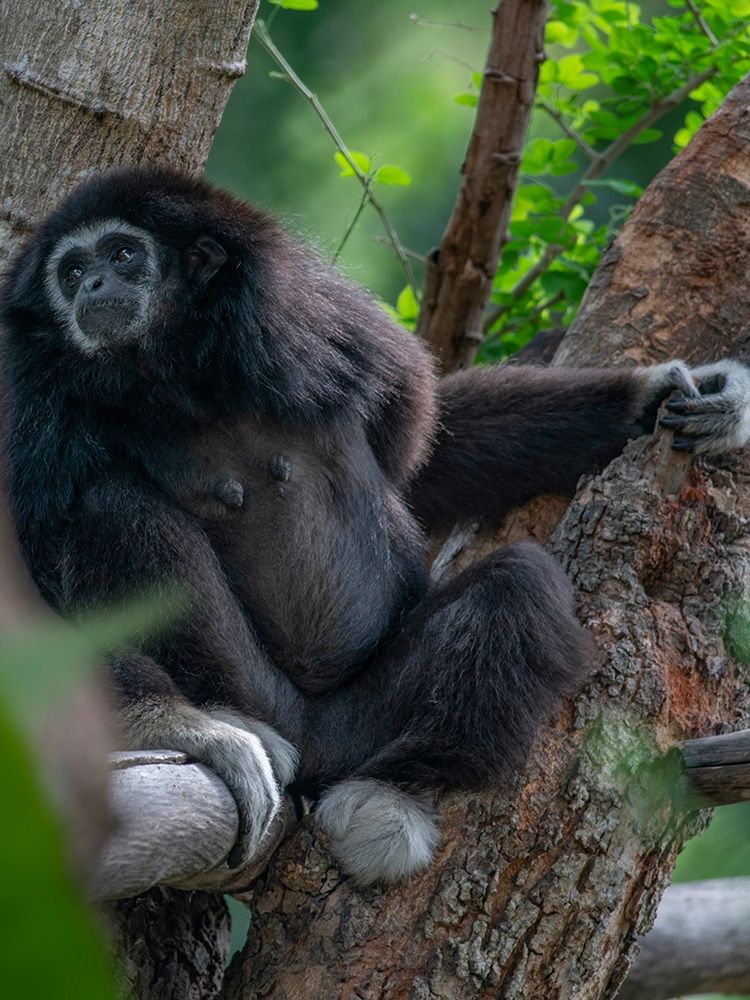 Black-crested Gibbon art print by Tim Fitzharris for $57.95 CAD