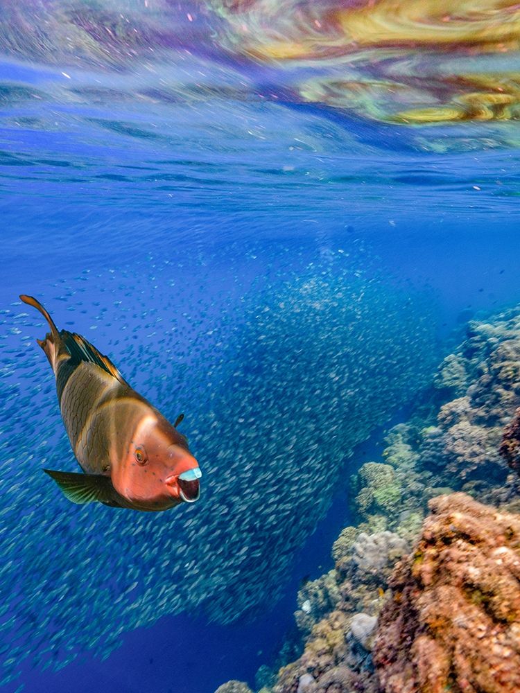 Red parrot fish and sardines-Panagsama reef-Philippines art print by Tim Fitzharris for $57.95 CAD