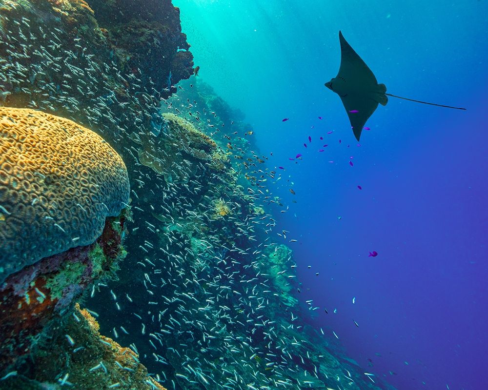 Spotted Eagle Ray with brain coral art print by Tim Fitzharris for $57.95 CAD