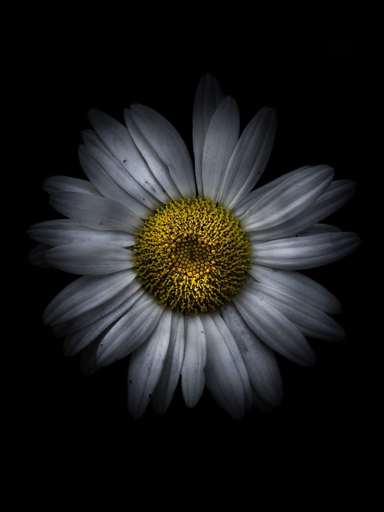 Backyard Flowers White 13 art print by Brian Carson for $57.95 CAD