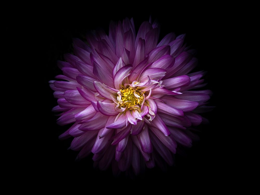 Backyard Flowers Purple 20 art print by Brian Carson for $57.95 CAD