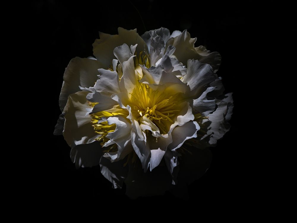 Backyard Flowers White 25 art print by Brian Carson for $57.95 CAD